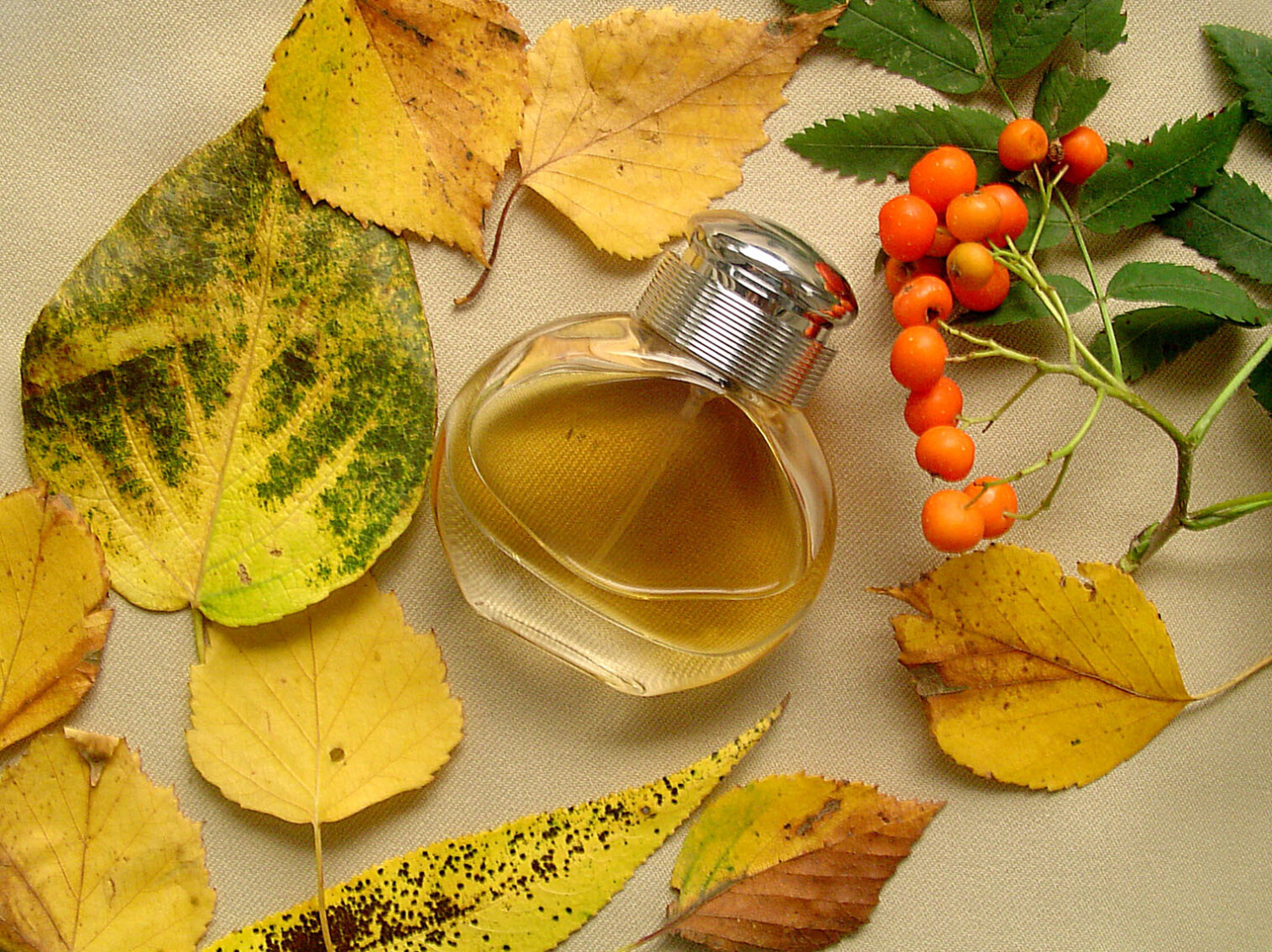 باربری وومن — تصویر 3