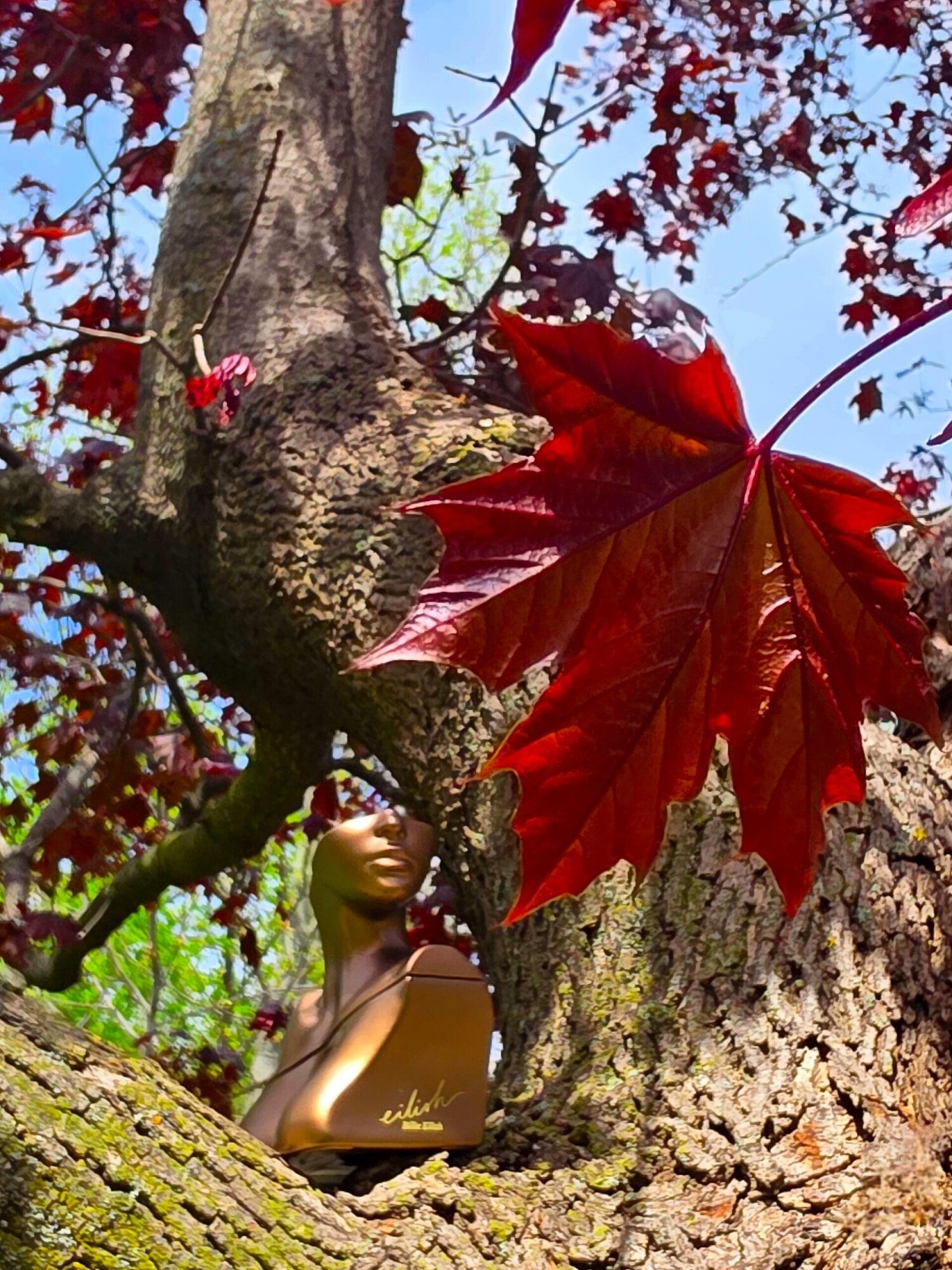 آیلیش — تصویر 2