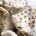 زنبق (ریشه)