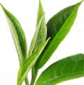 چای / برگ چای