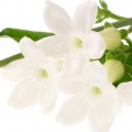 یاس استار