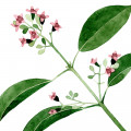 شکوفه چوب صندل