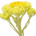 گل همیشه بهار