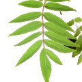 برگ سدر