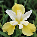 کره زنبق