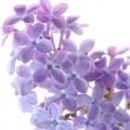 یاس خوشه‌ای
