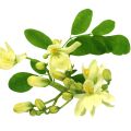 شکوفه مورینگا
