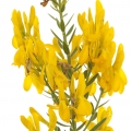 طاووسی زرد