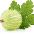 انگور فرنگی سفید
