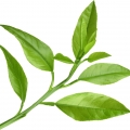 پتی‌گرین