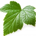 عصاره انگور فرنگی سیاه