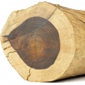 چوب رزوود پالیساندر
