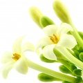 شکوفه پاپایا