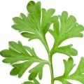 درمنه