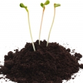 ذغال‌سنگ (پیت)