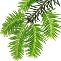 صنوبر