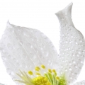 ایندول
