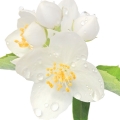یاس درختی