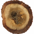 عود هندی