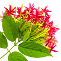 یاس رنگون