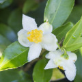 شکوفه چای سبز