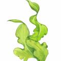جلبک