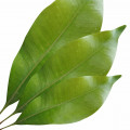 برگ میخک