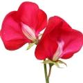 گل نخودی