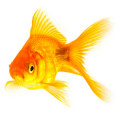 ماهی