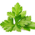 گشنیز تازه